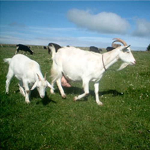 นมแพะ...แก้แพ้ 